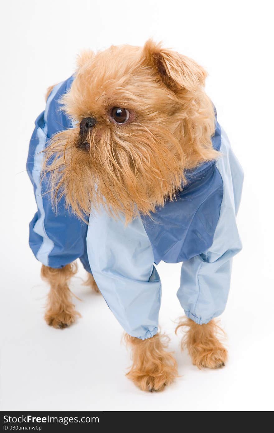 Dog in a blue jacket.