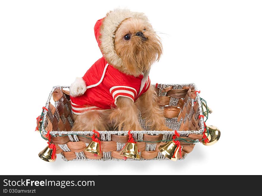 The doggie Griffon Bruxellois  in a New Year's basket