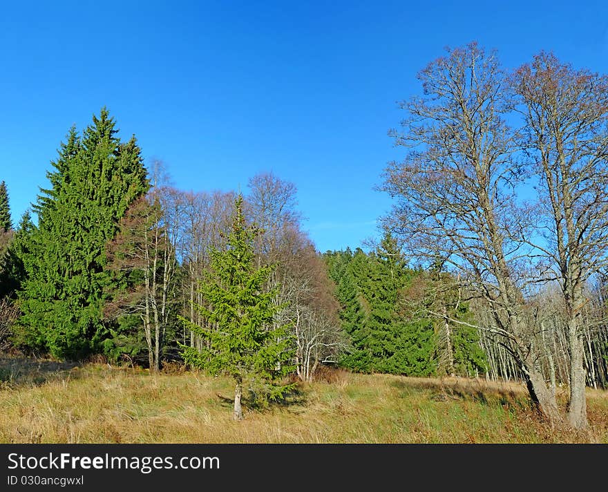 Forest in national park Sumava Czech republic. Forest in national park Sumava Czech republic