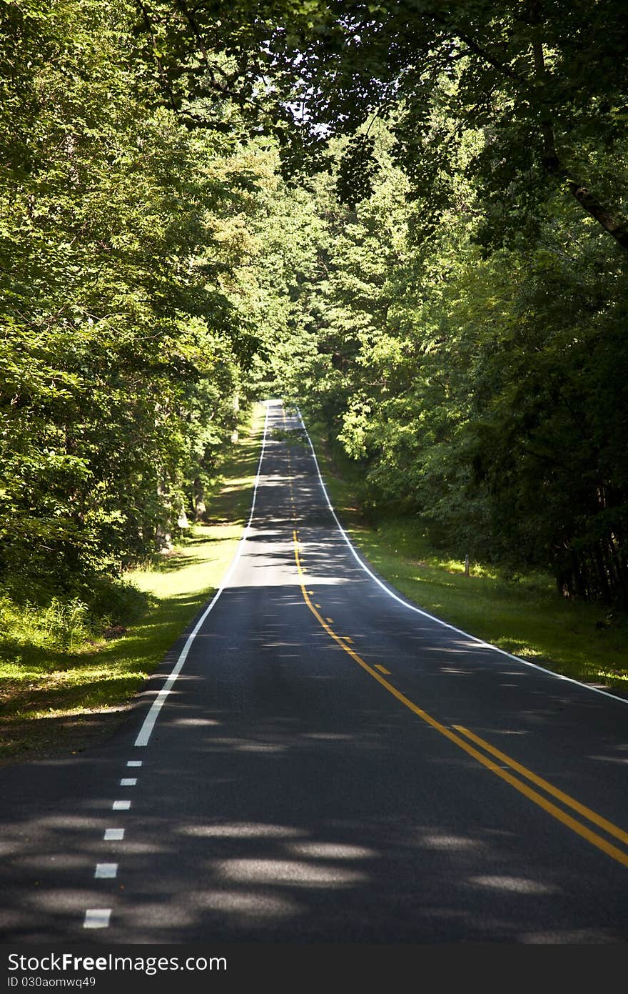 Beautiful scenic country road curves in forest