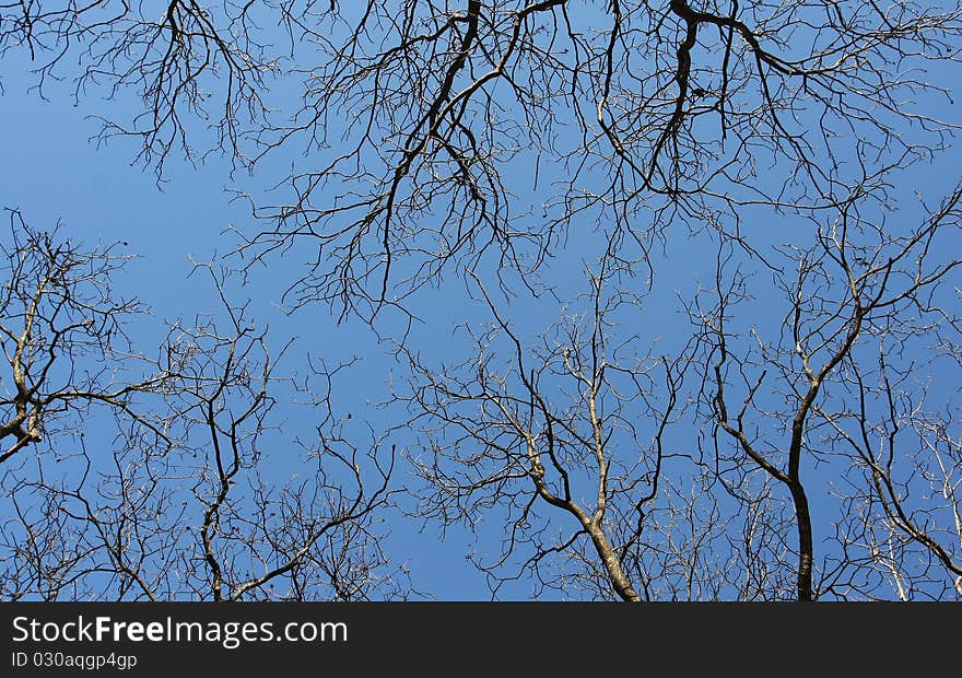 Tree tops in winter and blue sky