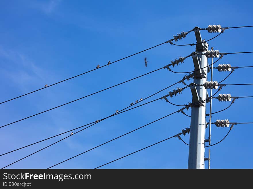 Bird on wire