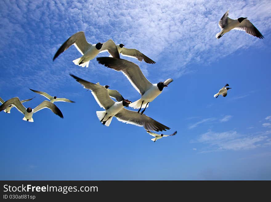 Seagull is flying over the ocean in blue sky