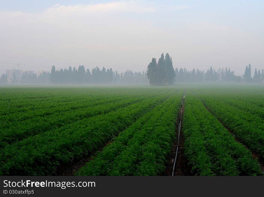 Field carrots with pipe for irrigation in matutinal mist. Field carrots with pipe for irrigation in matutinal mist