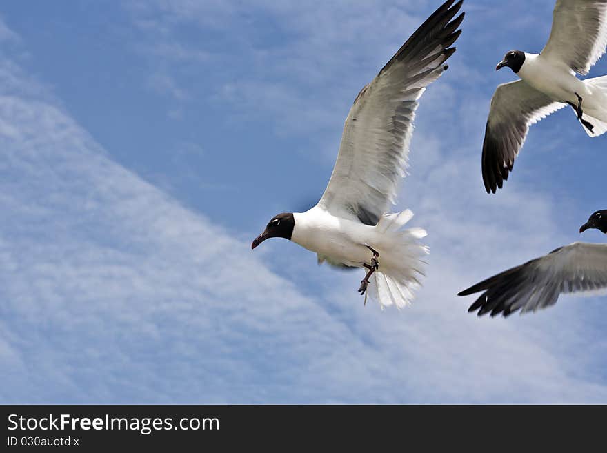 Seagull is flying over the ocean in blue sky