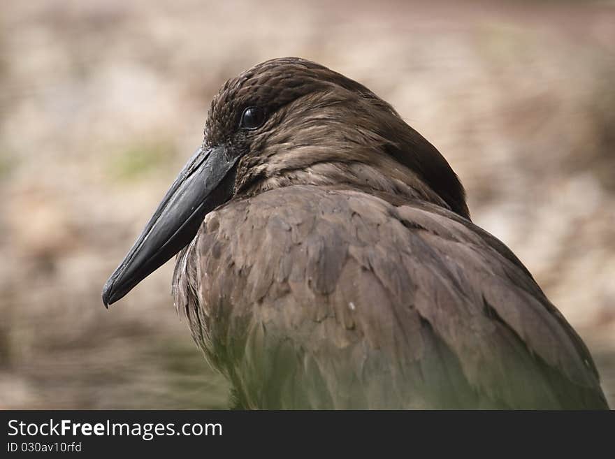 The Hamerkop (Scopus umbretta), also known as Hammerkop,Hammerkopf, Hammerhead, Hammerhead Stork, Umbrette, Umber Bird, Tufted Umber, or Anvilhead, is a medium-sized wading bird.