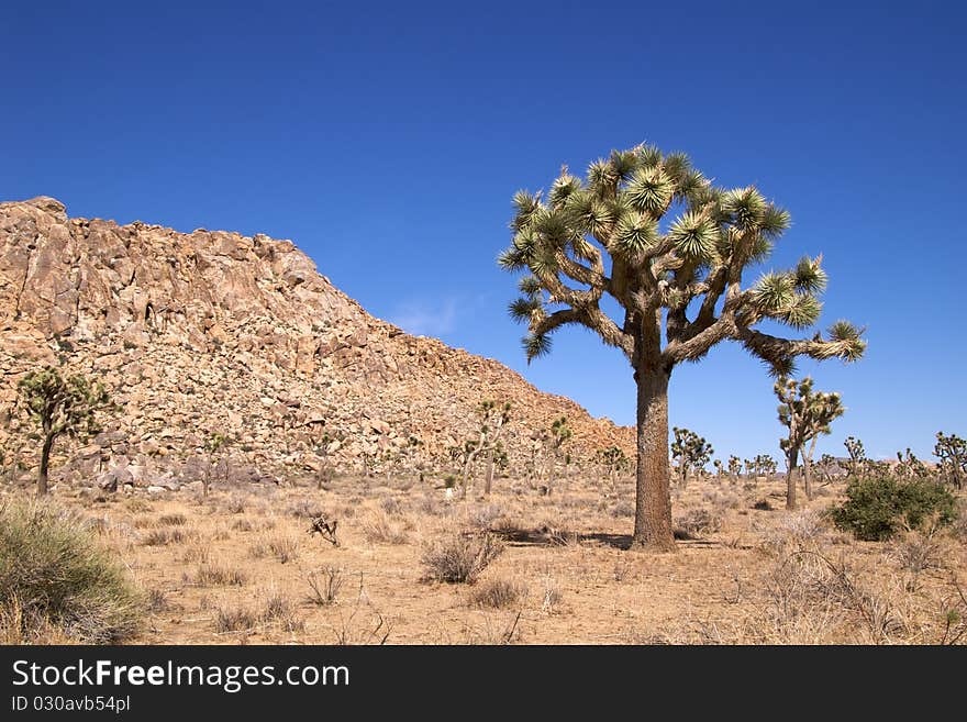 Joshua Tree National Park