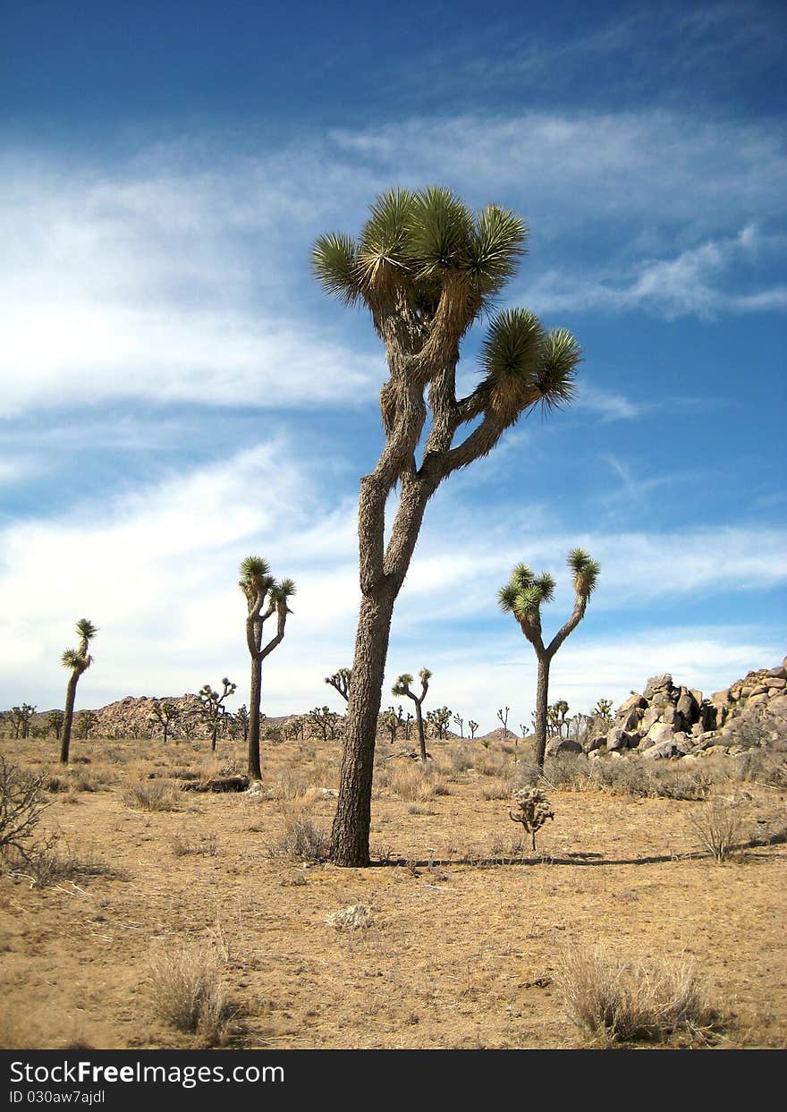 Joshua Tree National Park