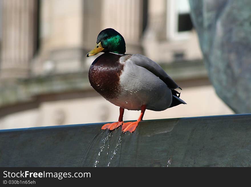 Urban duck standing on the edge of Dhruva Mistry's fountain called The River, locally known as The Floozie in the Jacuzzi, in Victoria Square, Birmingham city centre. Urban duck standing on the edge of Dhruva Mistry's fountain called The River, locally known as The Floozie in the Jacuzzi, in Victoria Square, Birmingham city centre