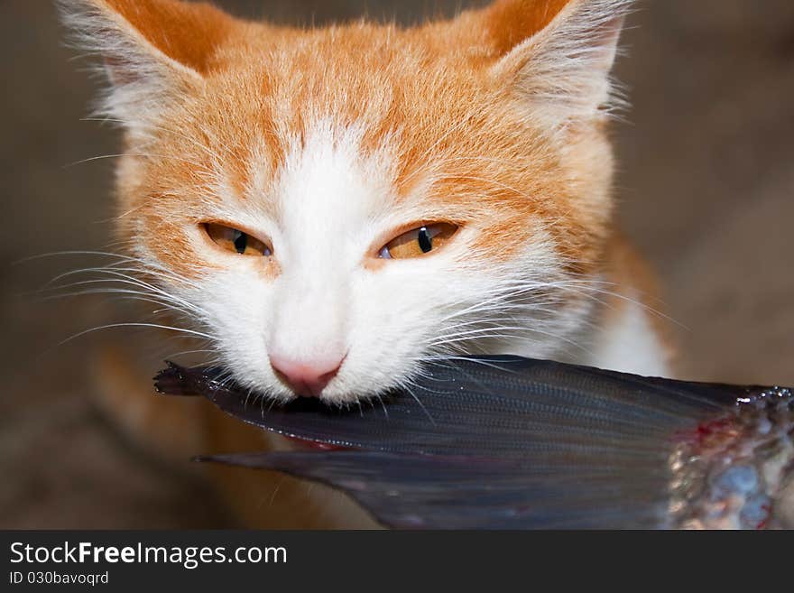 The artful red cat has seized a tail of fish and tries to eat it. The artful red cat has seized a tail of fish and tries to eat it