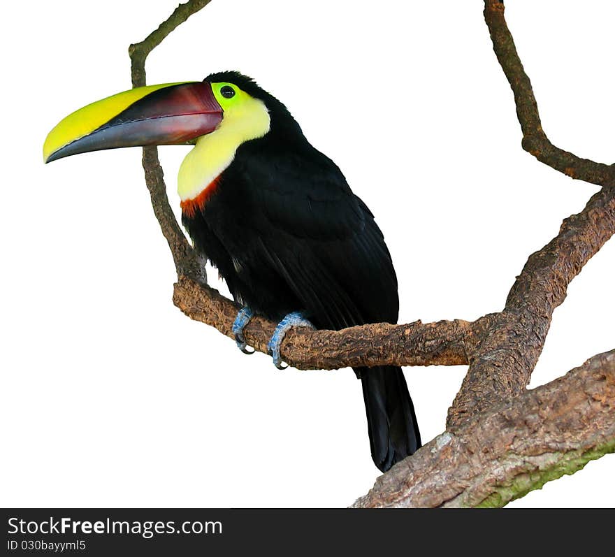 Isolated Toucan on a tree