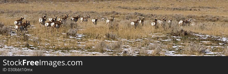 Antelope running away