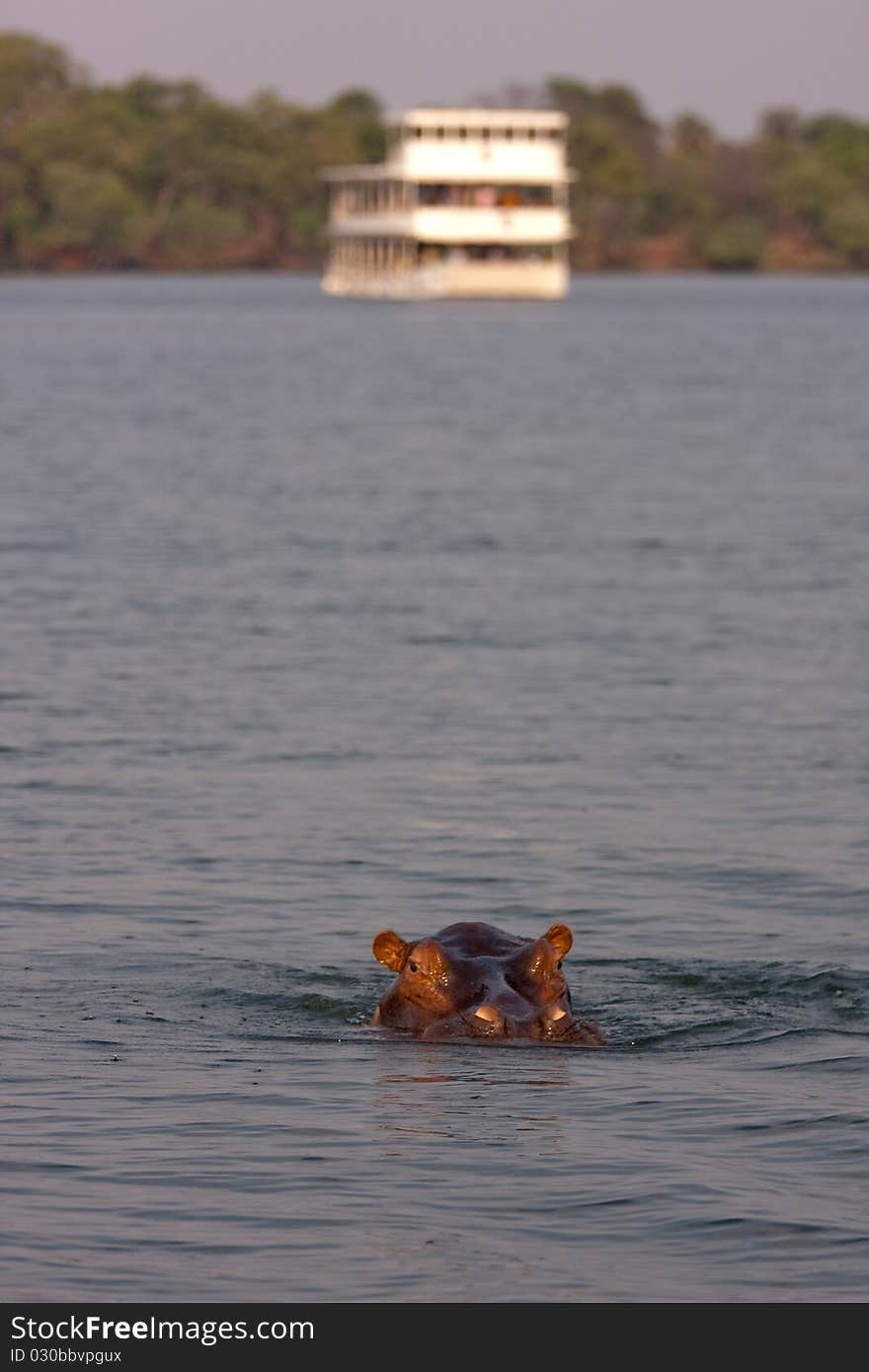 Hippo and river cruise