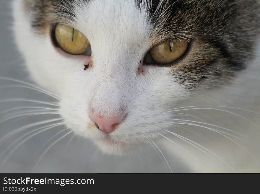 View of a shy cat. View of a shy cat