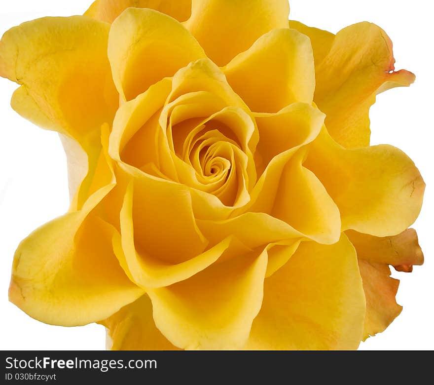 Clouse up of yellow rose