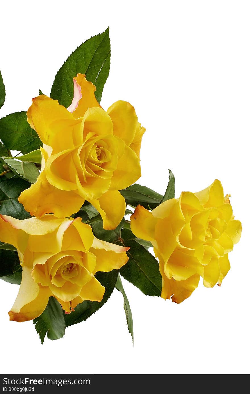 Three yellow roses isolated on the white background