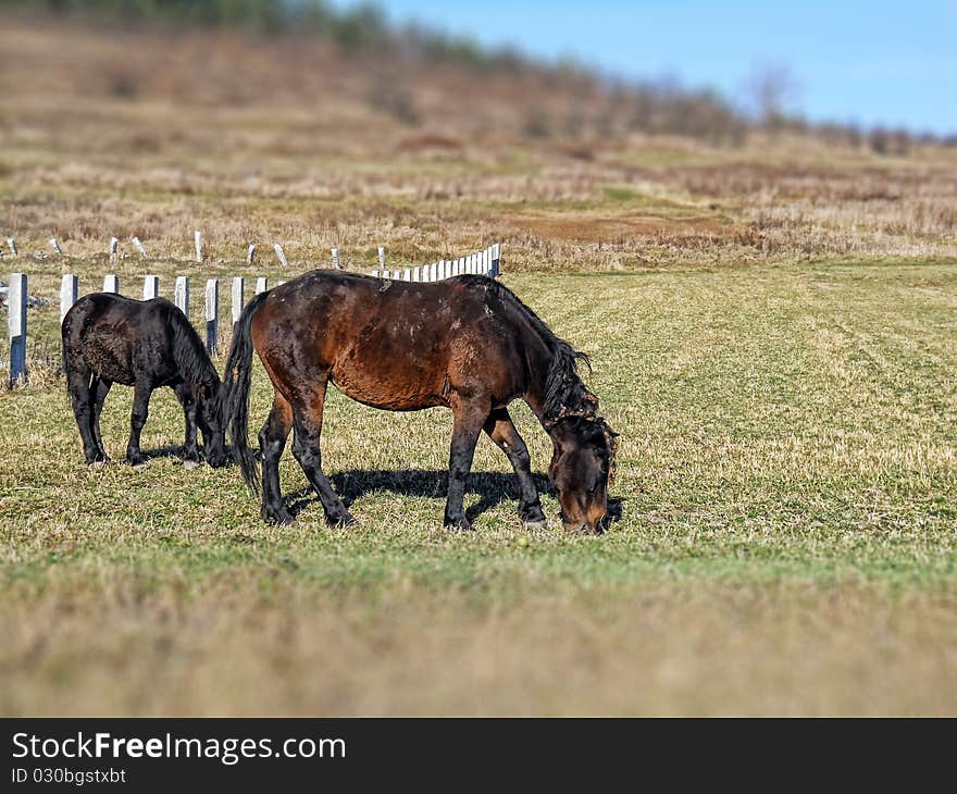 Two poor skinny horses, countryside