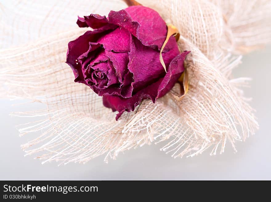 Withering rose on rough material