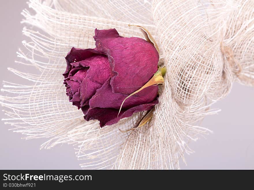 Withering rose on rough material