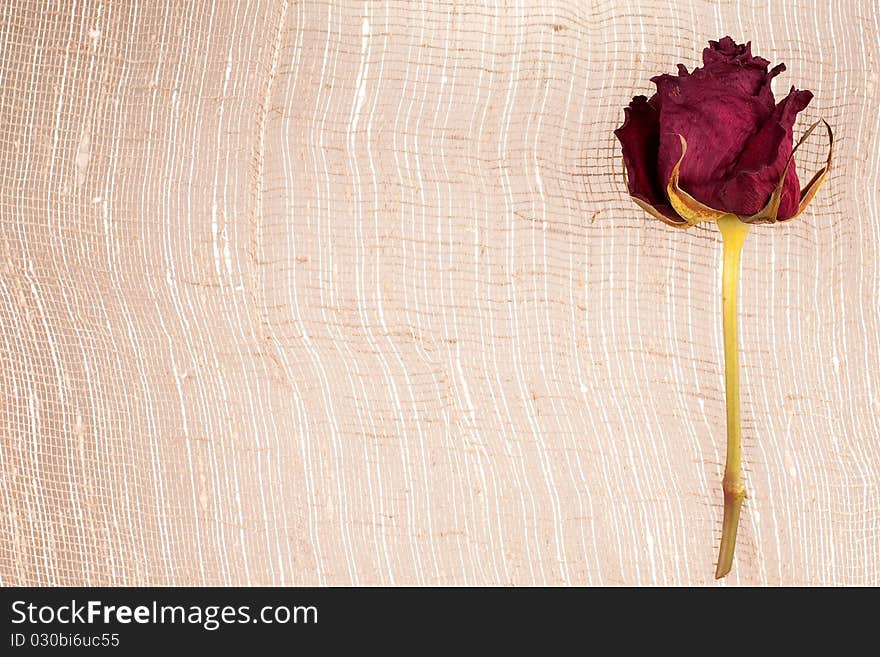 Withering rose on rough material