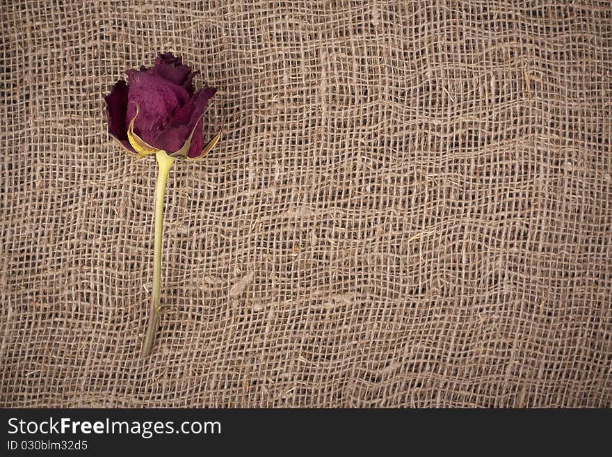 Withering rose on rough material