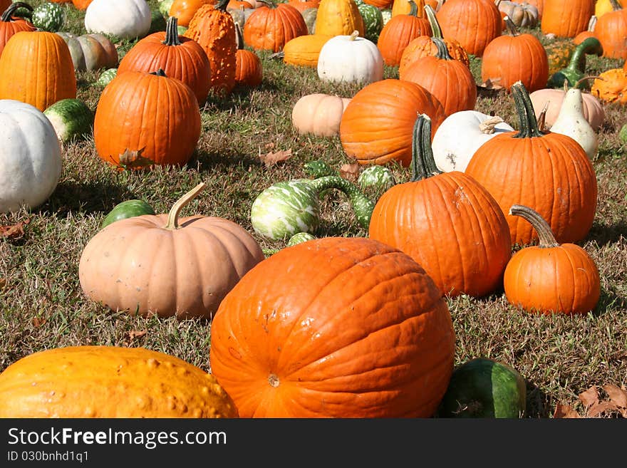 Lots of pumpkins in the pumpkin patch. Lots of pumpkins in the pumpkin patch.