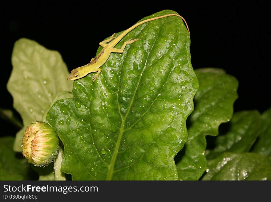 Green Anole Lizard On A Large Wet Leaf