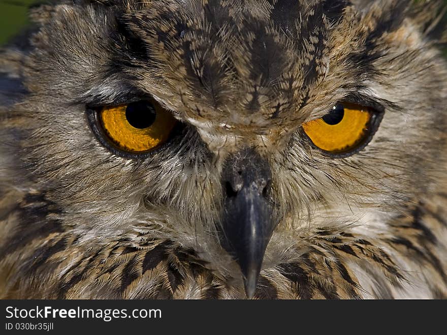 Photo of a Bengal Eagle owl (Bubo bengalensis) also known as a Rock Eagle Owl or Indian Eagle Owl, a large horned owl native to South Asia.