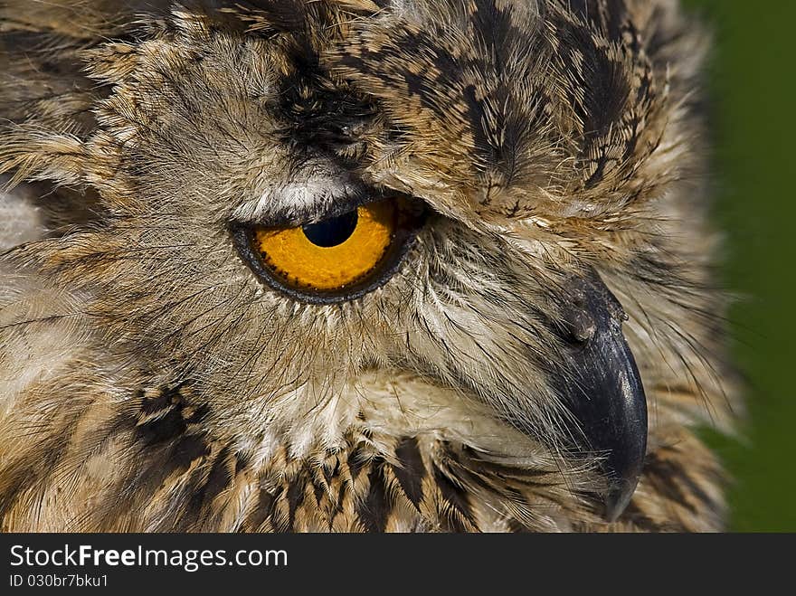 Photo of a Bengal Eagle owl (Bubo bengalensis) also known as a Rock Eagle Owl or Indian Eagle Owl, a large horned owl native to South Asia.