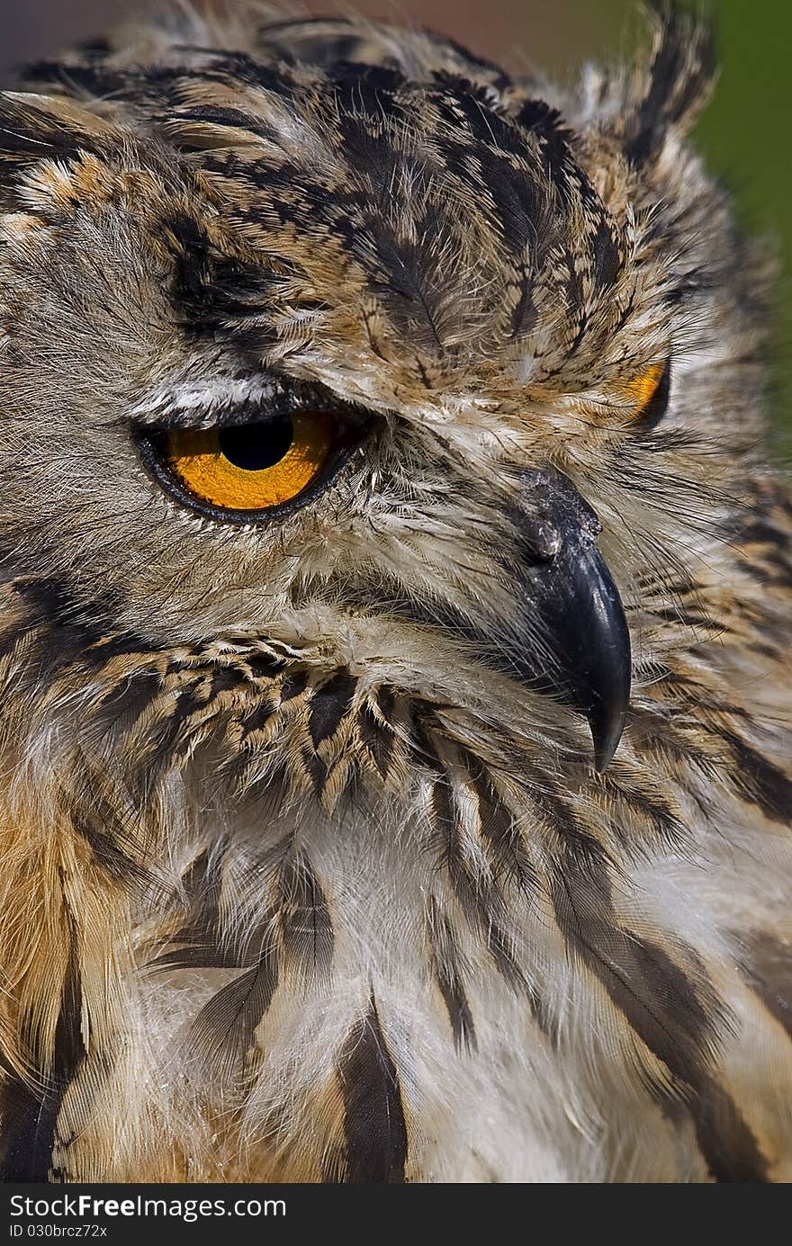 Photo of a Bengal Eagle owl (Bubo bengalensis) also known as a Rock Eagle Owl or Indian Eagle Owl, a large horned owl native to South Asia.