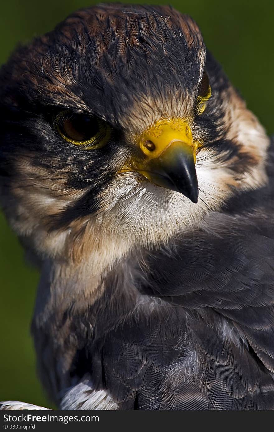 Photo of a Lanner Falcon (Falco biarmicus), a bird of prey native to Africa, southeast Europe and into Asia.