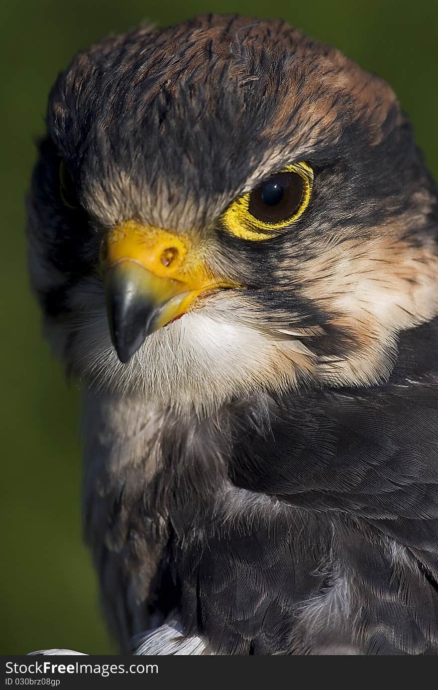 Photo of a Lanner Falcon (Falco biarmicus), a bird of prey native to Africa, southeast Europe and into Asia.