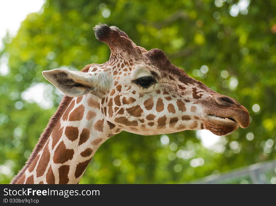 Reticulated giraffe portrait on sky backgrouns