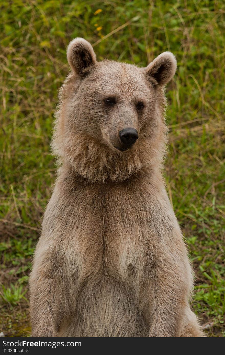 Brown Bear Portrait