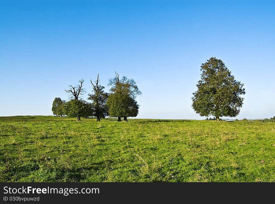 Trees under blues sky in the photo. Trees under blues sky in the photo