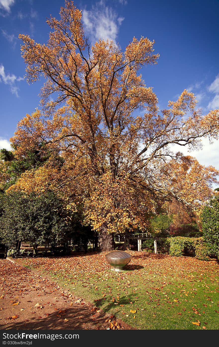 Autumn scene of big tree in a garden with orange leaves contrasting against a deep blue sky. Autumn scene of big tree in a garden with orange leaves contrasting against a deep blue sky