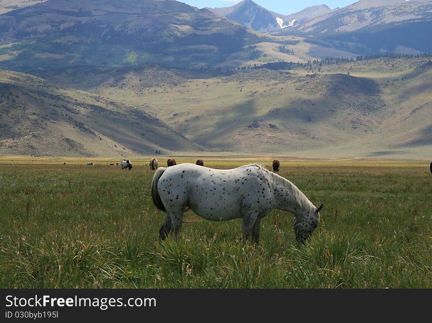 Horse Grazing In The Meadow