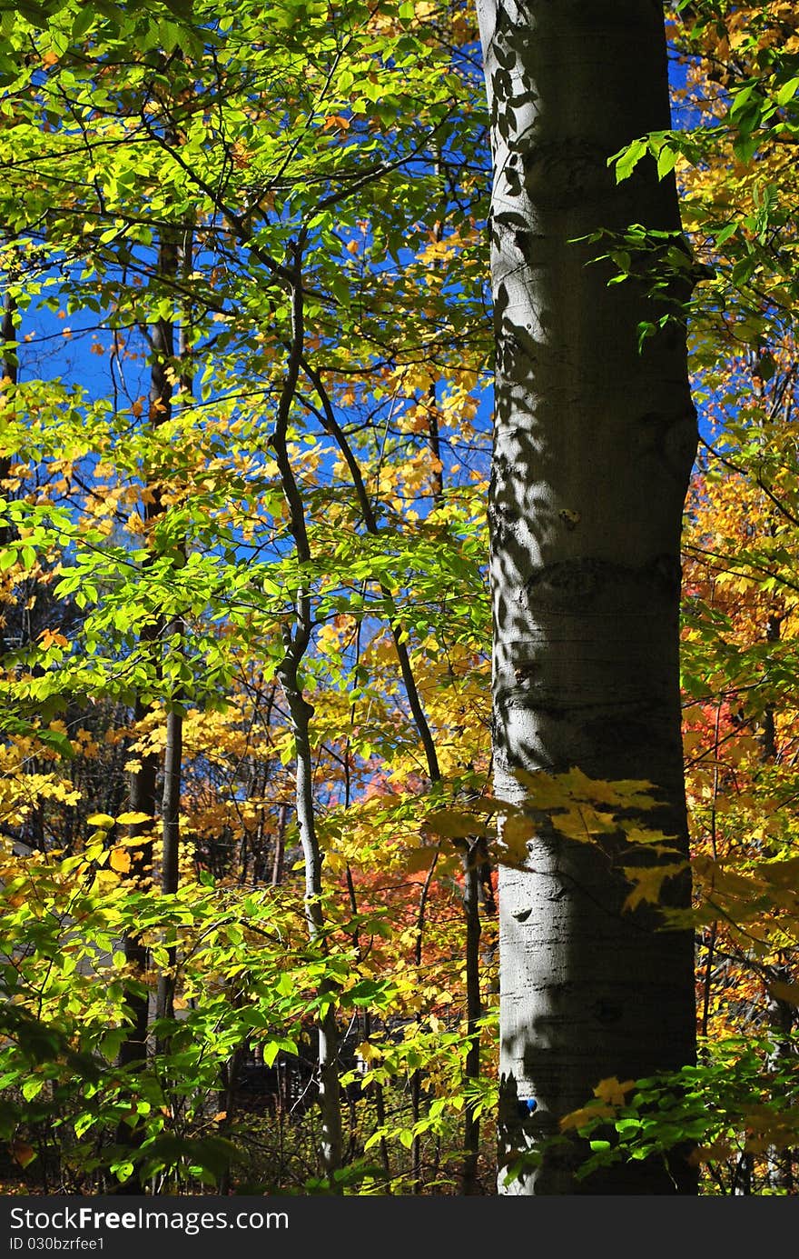 A tall maple tree surrounded by coloured leaves.