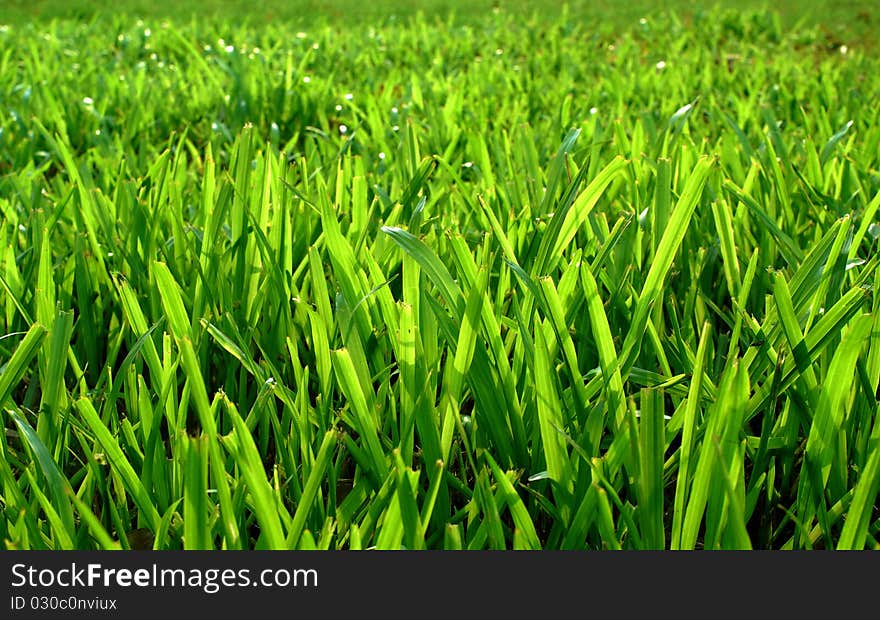 Field grass