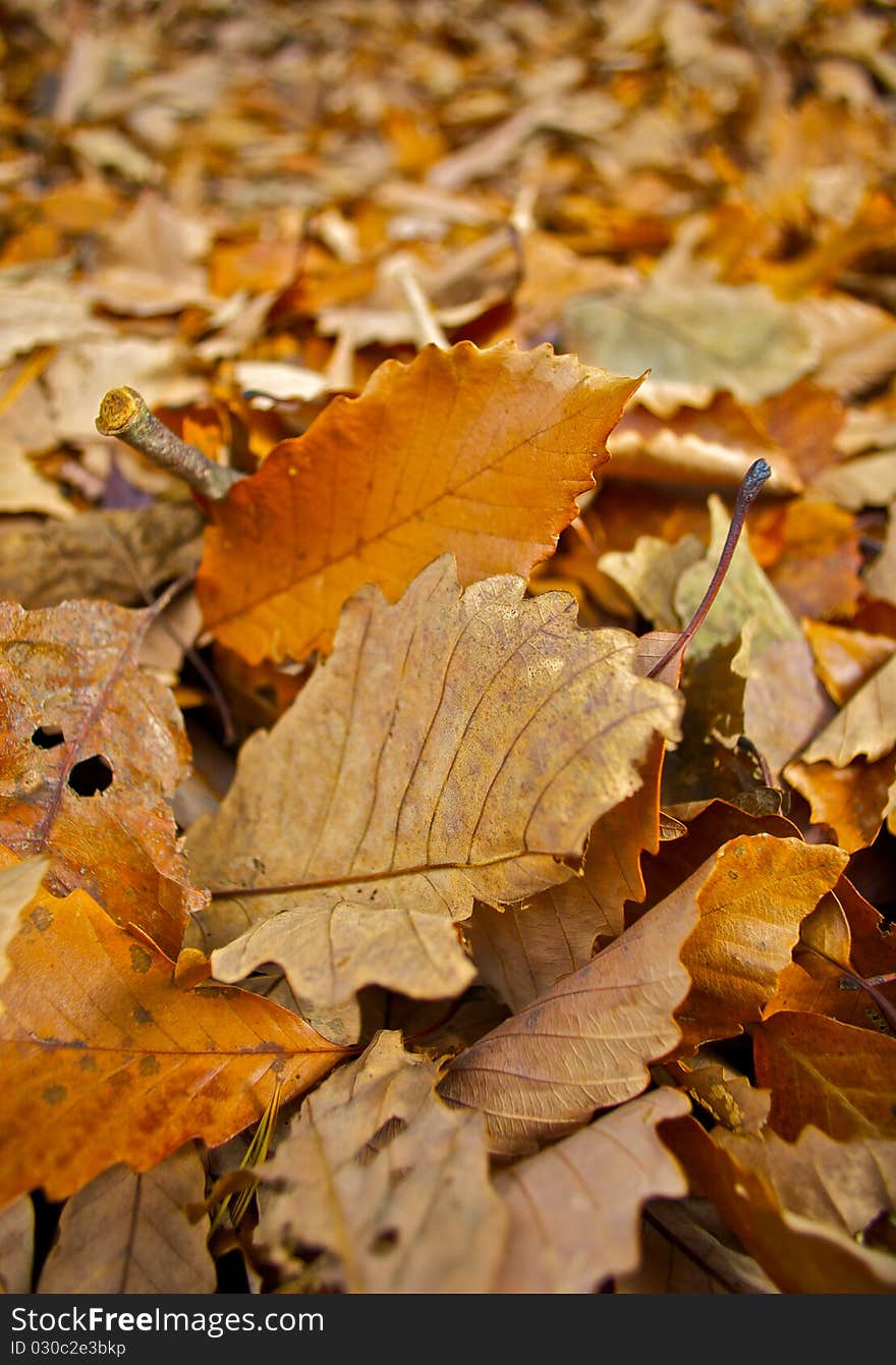 Background texture of autumn leaves. Background texture of autumn leaves.