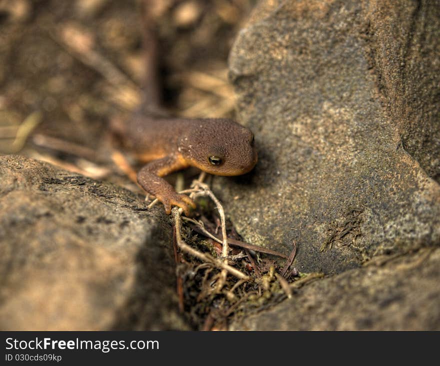 Rough Skinned Newt