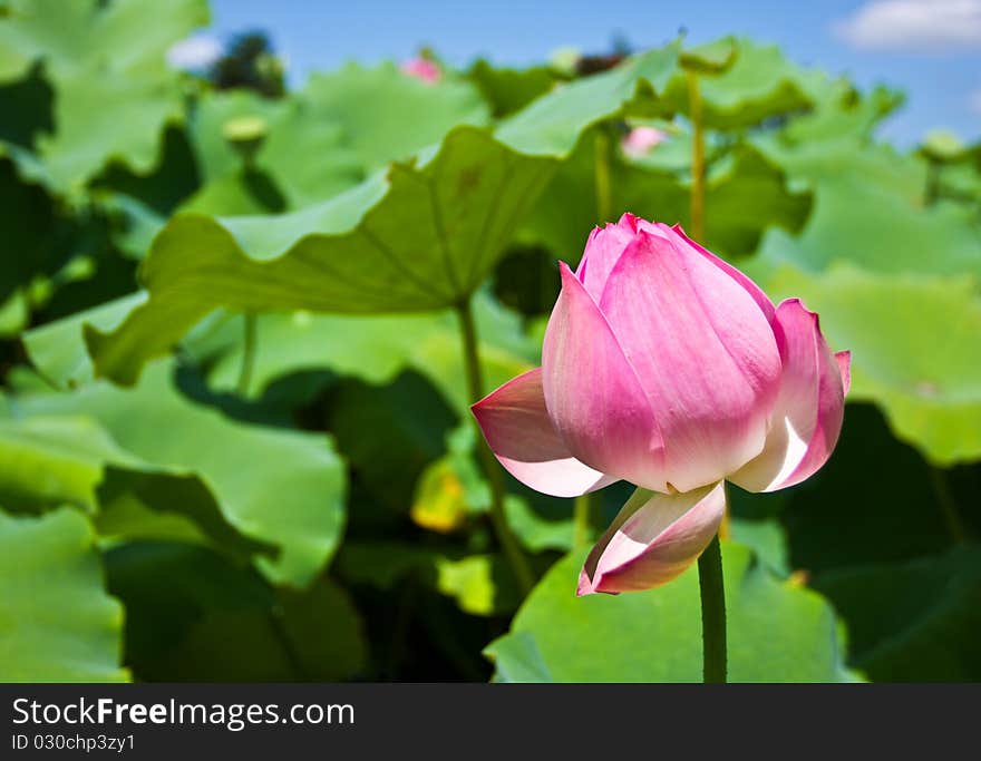 A lotus on a pond. A lotus on a pond