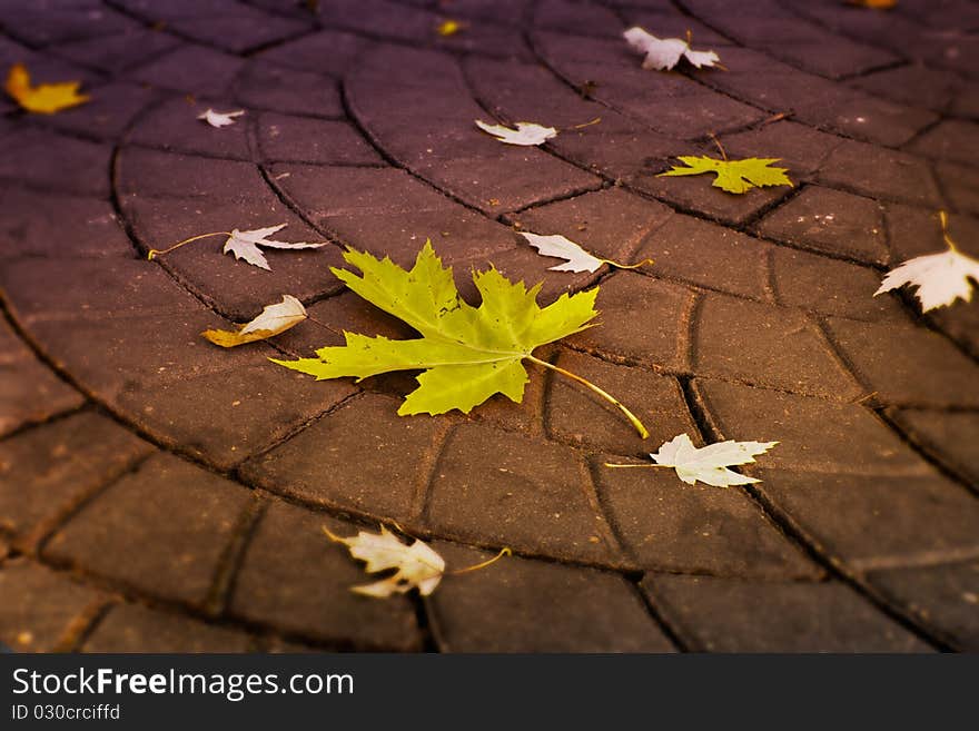 Close up shot of fallen leaf lying on the ground. Close up shot of fallen leaf lying on the ground