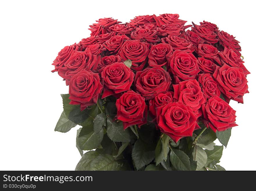 Big bouquet of red roses on white background