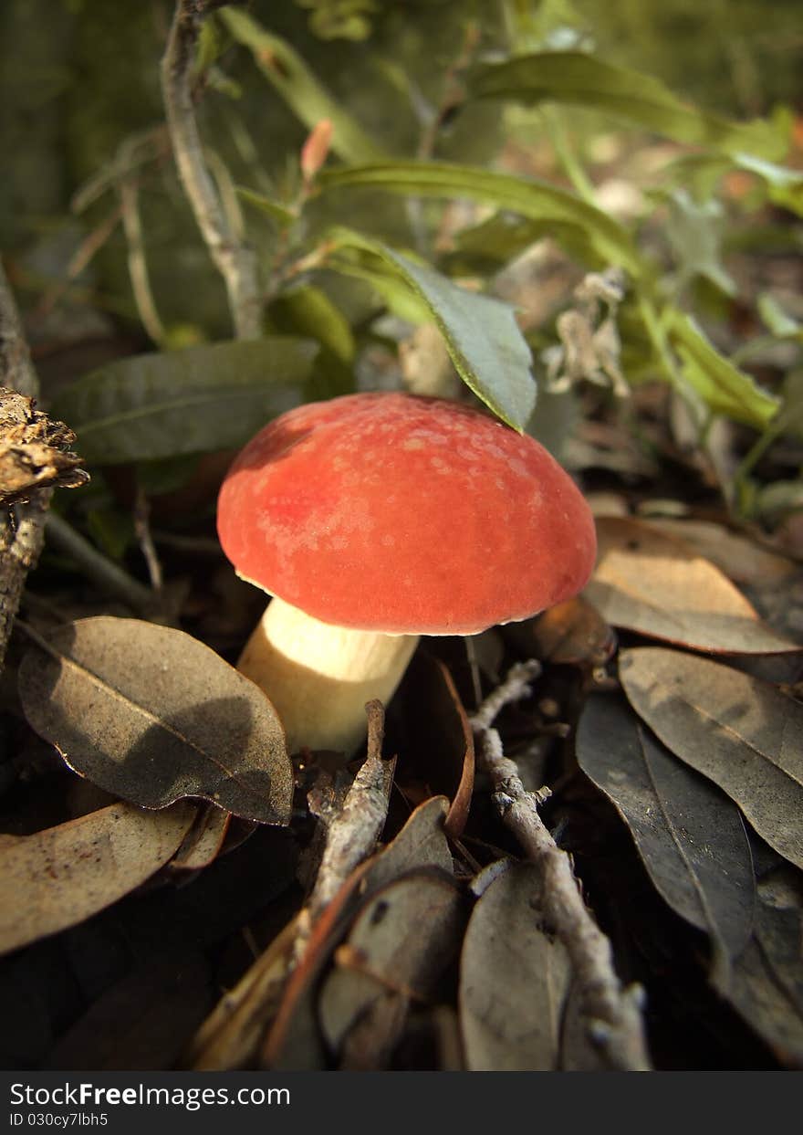 A red mushroom growing in a pile of dead leaves.