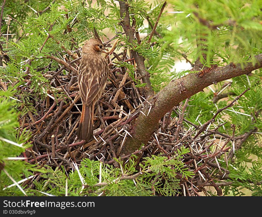 Lark-like Brushrunner