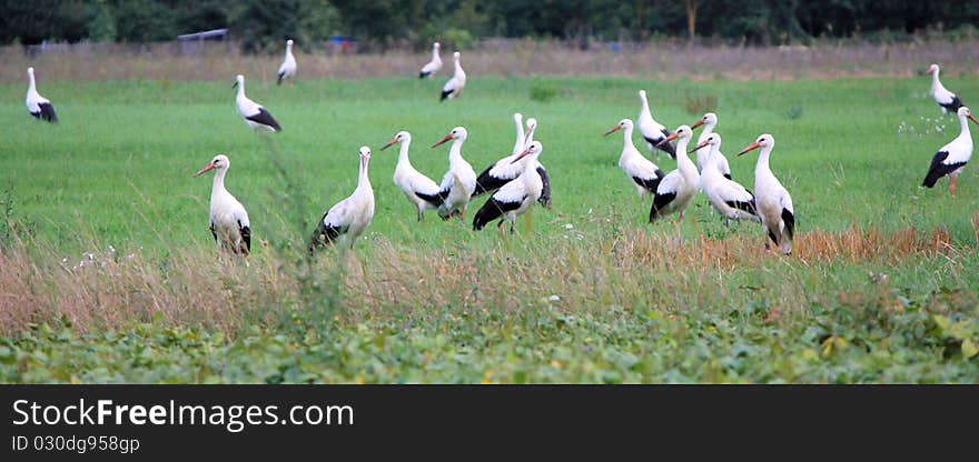 Storks and grass green and yellow