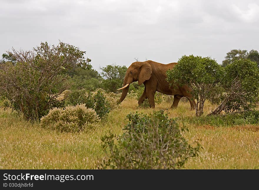 African elefant big wild mammal