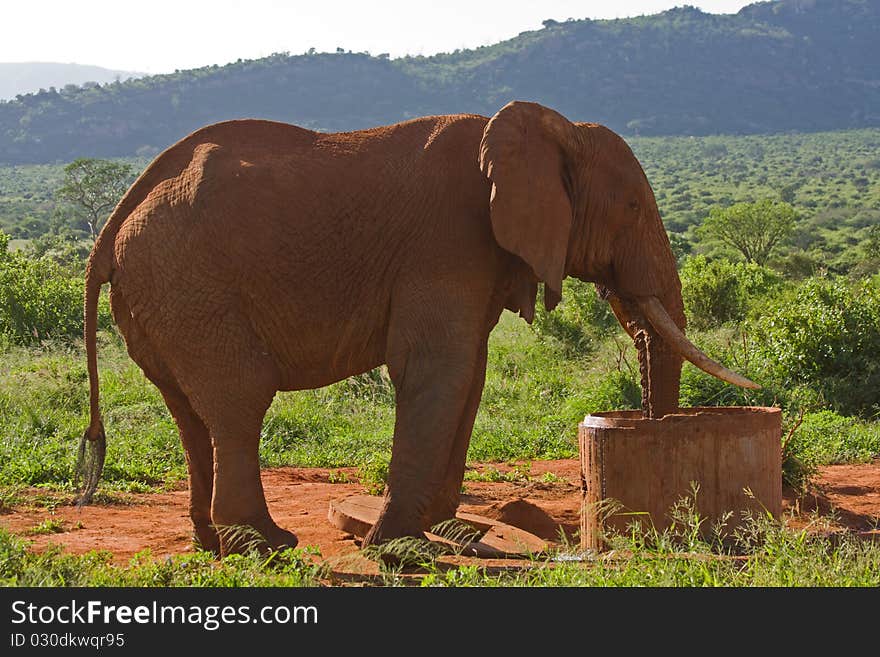 African elefant big wild mammal