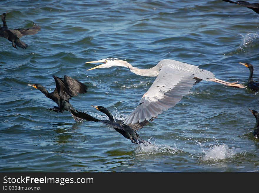 A flock of Comorants fly with a Great Blue heron